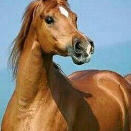 ����, ������, 39 ���