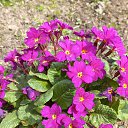 ���� ������, �����-���������, 62 ���� - ��������� 24 �������� 2025 � ������ �������