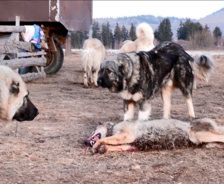 В США кавказская овчарка по кличке Каспер, работая пастушьей собакой, отважно защитила стадо овец, ... - 3