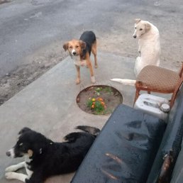 �����, ���������, 62 ����