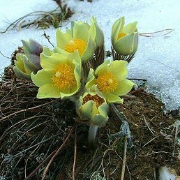 �������, ����������, 61 ���