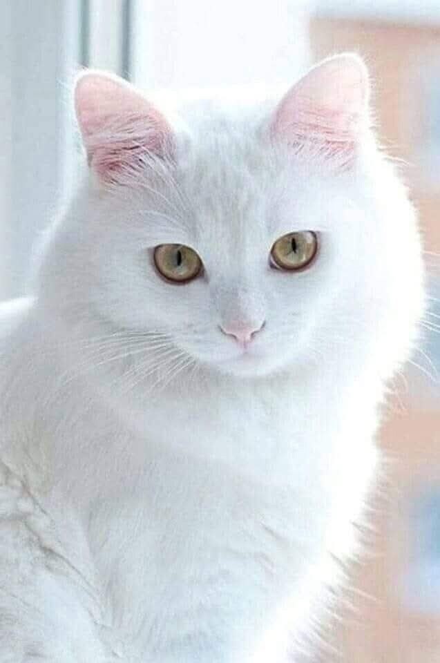  ,        .