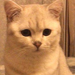 ����, ������, 36 ���