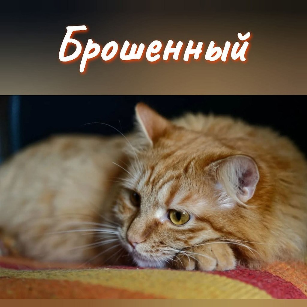 :)   ,   . ,       . ,  ...