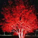 ���� Den, ���� - ��������� 11 ���� 2024