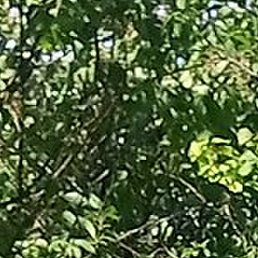 ������, ������-��-����, 38 ���