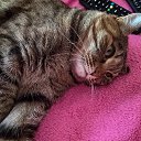 ���� �������, ��������, 37 ��� - ��������� 9 ����� 2025 � ������ ���� ����������