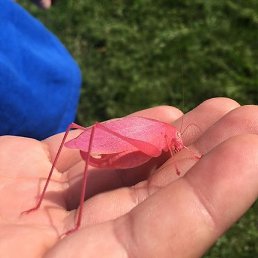 ����, ������ ��������, 32 ����