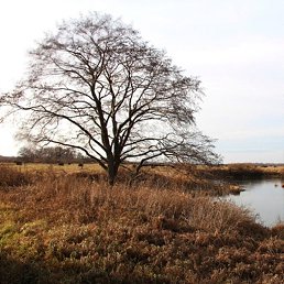 �����, �������, 62 ����