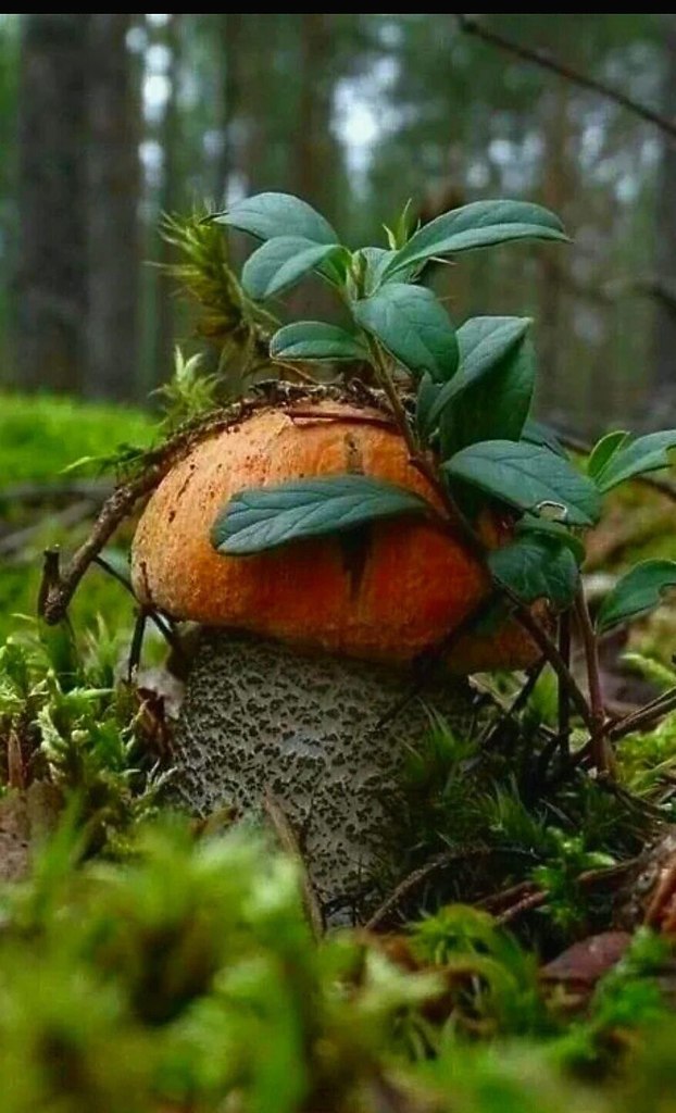   ...         .     ...