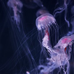 ��������, ������, 27 ���