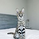 ���� �����, ���������, 34 ���� - ��������� 7 ������� 2025