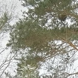 ��������, ������������, 41 ���