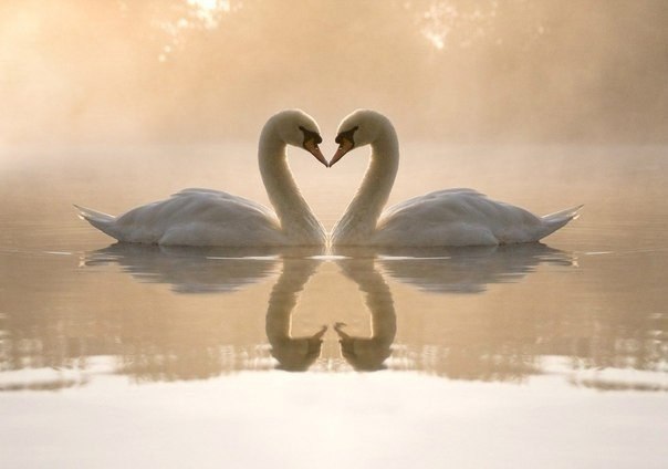 Только в спокойных водах вещи отражаются неискаженными. Только спокойное сознание пригодно для ... - 2