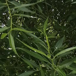 , , 58 