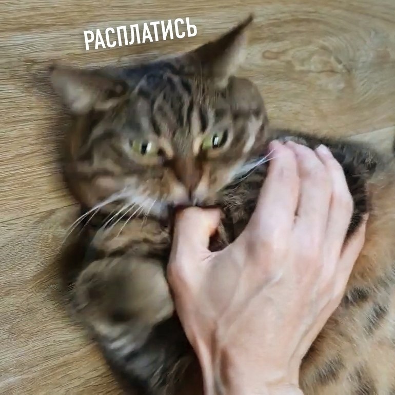 ������ ����������� �� ������ - 4