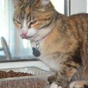 ���� �������, ������� ��������, 40 ��� - ��������� 3 ������� 2026 � ������ ����, ����, �������, �������� � ��� � ����