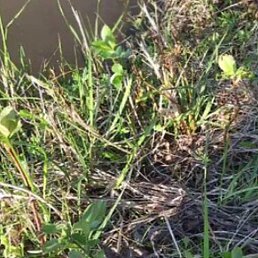 ����, ������, 45 ���