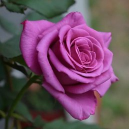 ���� ����, ������������, 58 ��� - ��������� 15 ����� 2026