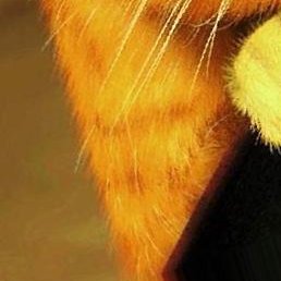 ��������, ������, 41 ���