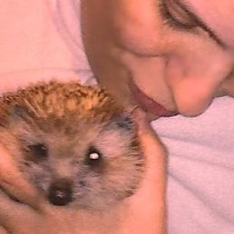 �������������, ���������, 51 ���