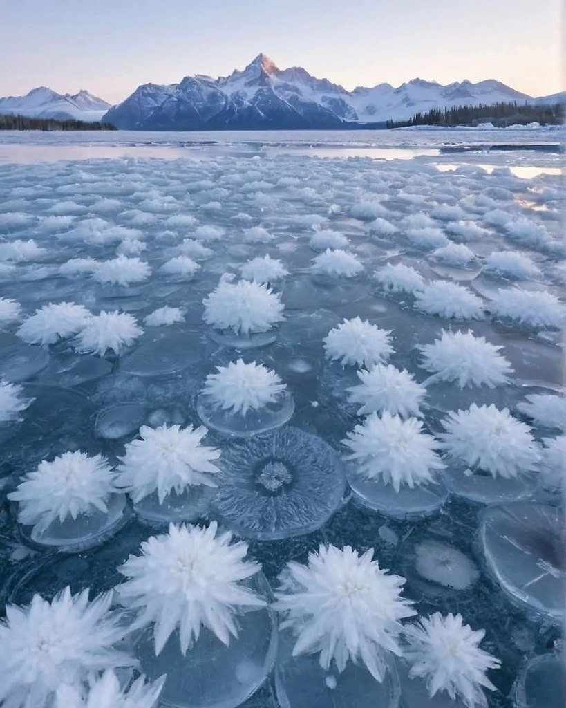 ������������� �������� �������� ����� (Ice Flowers) � ��������. ��� ������ ��������� �������, ...