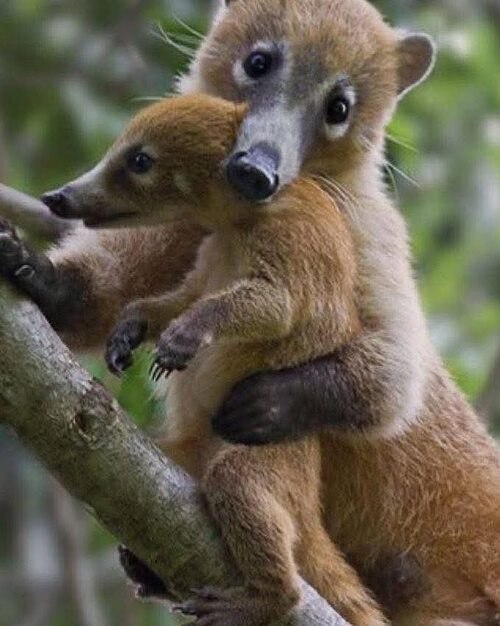 Носуха с малышом