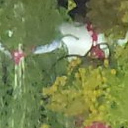 ���������, ������, 59 ���