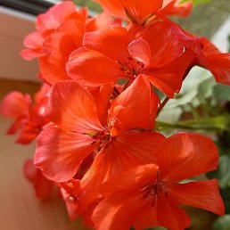 �������, ������, 63 ����