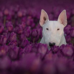 �������, ����������, 50 ���