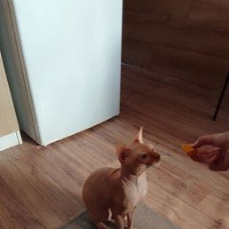 ������, ���������, 62 ����