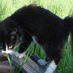 �������, ������������, 40 ���