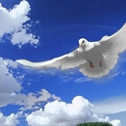 �����, �����������, 53 ����