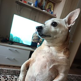 ������� �������, ������, 62 ����