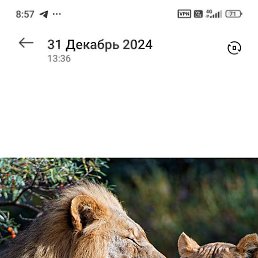 ������, �����������, 37 ���