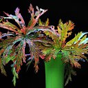 ���� Vidas, ��������, 64 ���� - ��������� 6 ������� 2025 � ������ ������ ��������