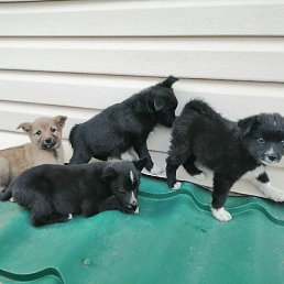 �������, ������, 69 ���