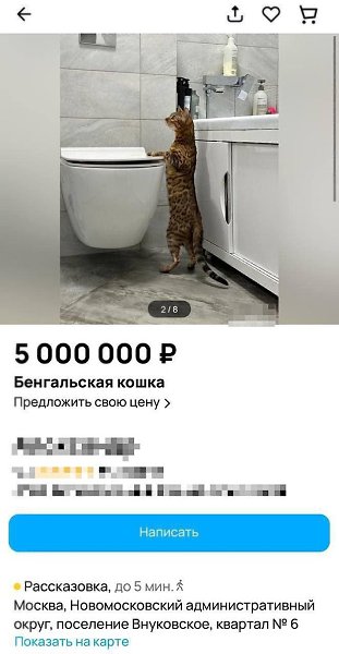 Москвич продаёт бенгальскую кошку за 5 млн, утверждая, что это милое животное умудрилось прогнать ...
