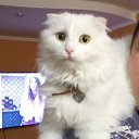 ���� �����, ������, 51 ��� - ��������� 20 ���� 2024 � ������ ���� ����������