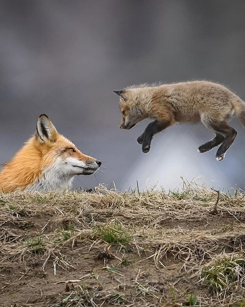 Фотограф Карл Рамсделл запечатлел в кадре едва уловимые мгновения лисьей ласки — трогательные, ... - 4