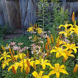 ������, ���������