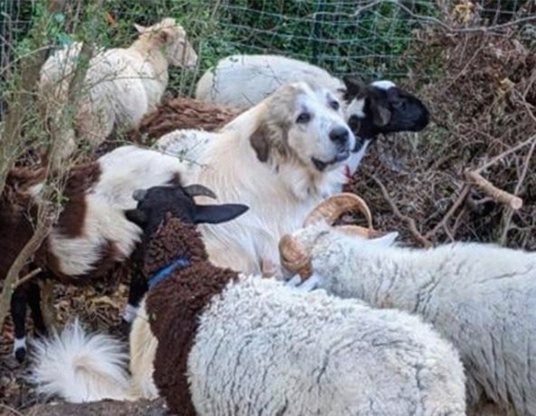 В США кавказская овчарка по кличке Каспер, работая пастушьей собакой, отважно защитила стадо овец, ... - 2