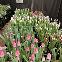 ���� ��������, ������� - ��������� 25 ����� 2024 � ������ ���� ����������