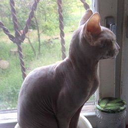 ���� �������, ���������, 52 ���� - ��������� 23 ������� 2025