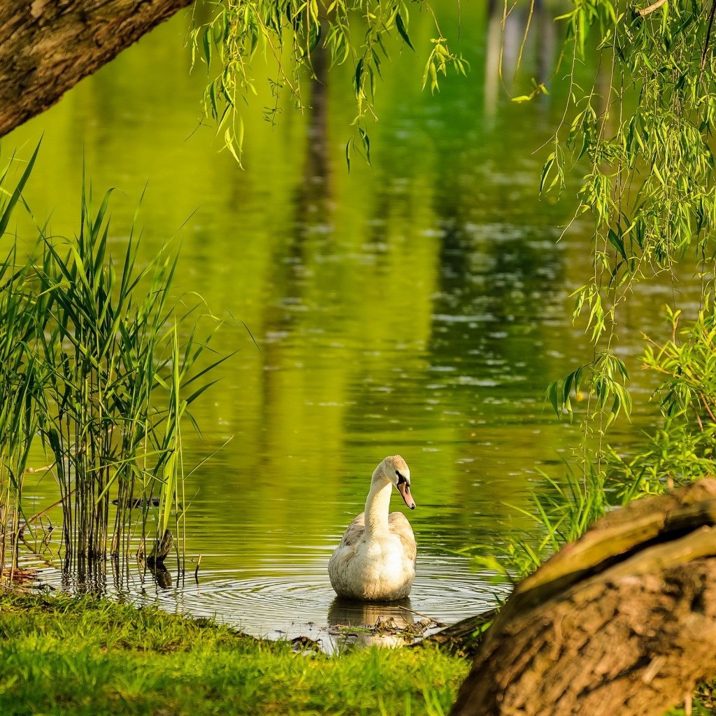 Живая Природа Летом Картинки