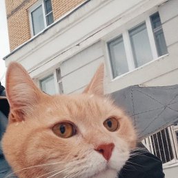 ���� ����, ������, 35 ��� - ��������� 29 ������ 2024