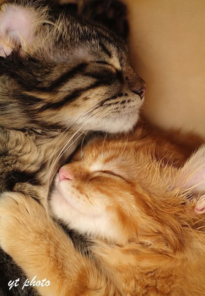 :) О ЛЮБВИ И КОВАРСТВЕ. Библитекарша Юля, милая шатенка двадцати шести лет, живет с папой и кошкой ...