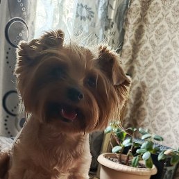 �������, �����������, 51 ���