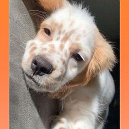 ����, �����, 49 ���