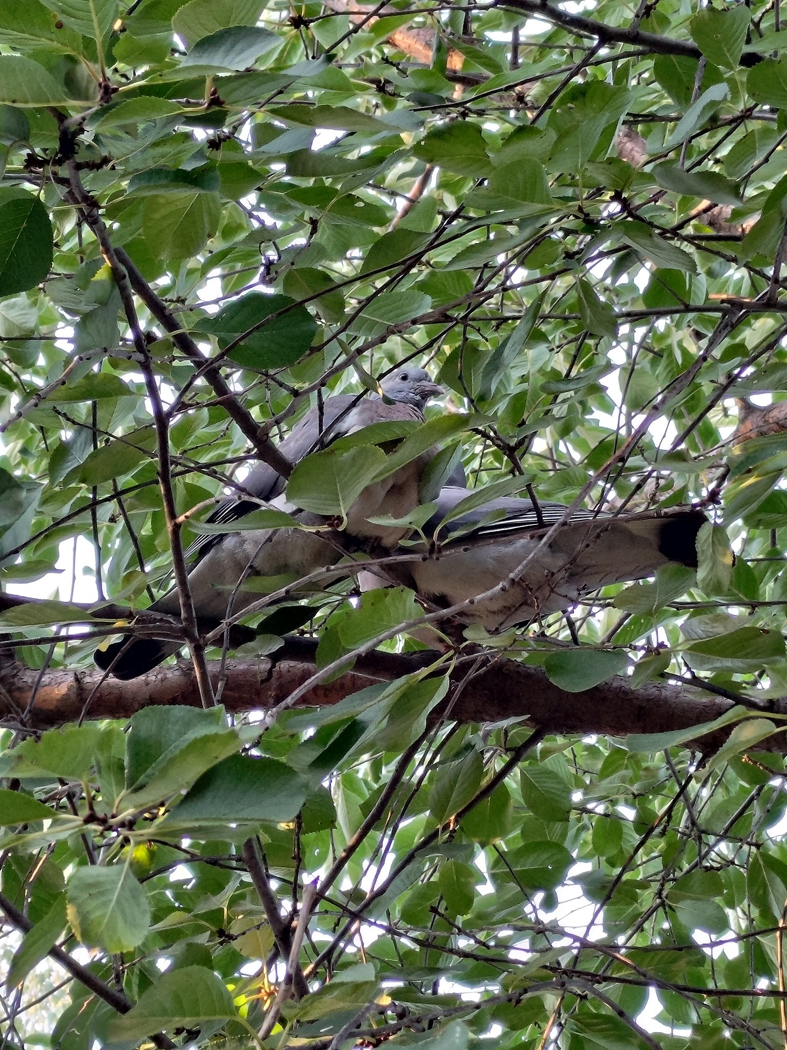 Наталия - 24 сентября 2025 в 20:22